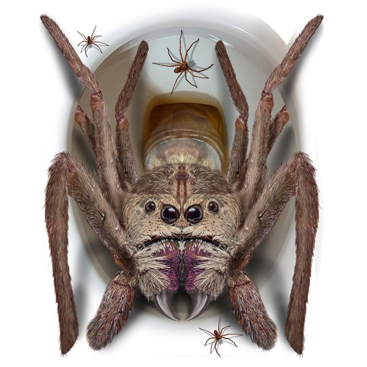 Decoración WC Araña Gigante