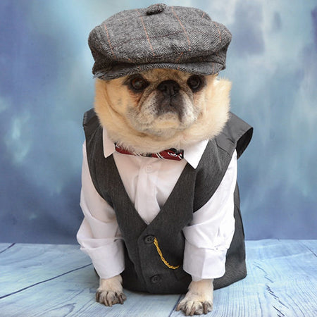 Disfraz para perro