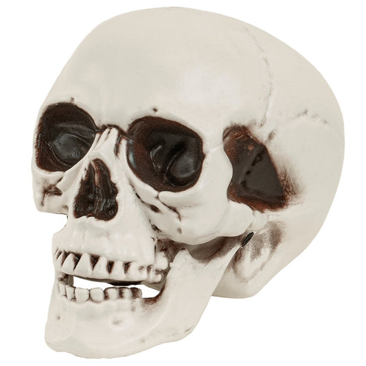 Calavera con Mandíbula Móvil