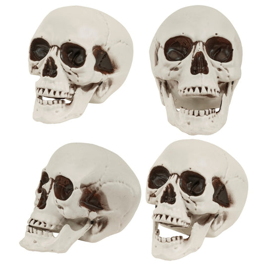 Calavera con Mandíbula Móvil