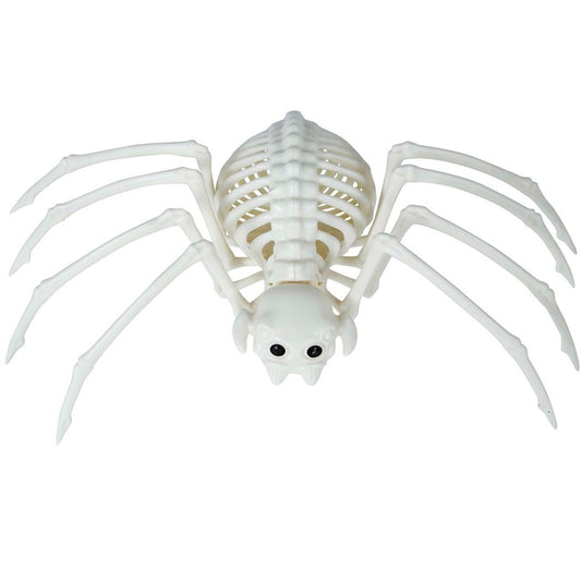 Esqueleto de Araña Tarántula