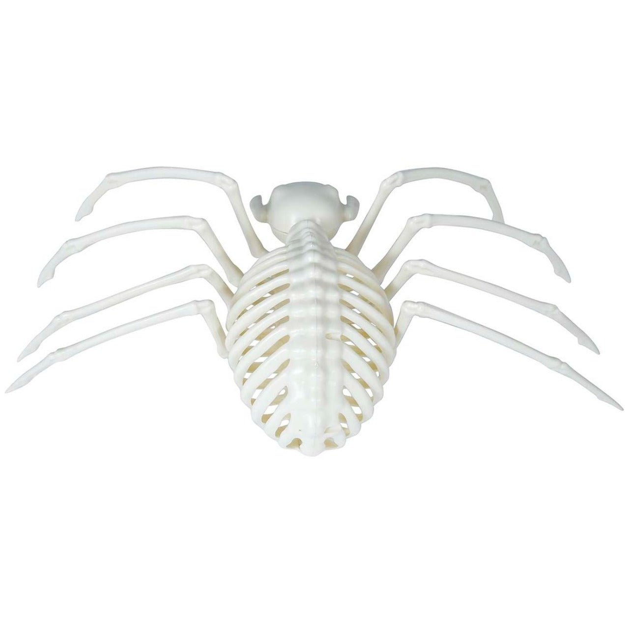 Esqueleto de Araña Tarántula