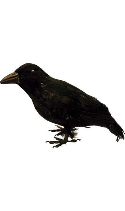 Cuervo Negro