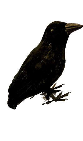 Cuervo Negro