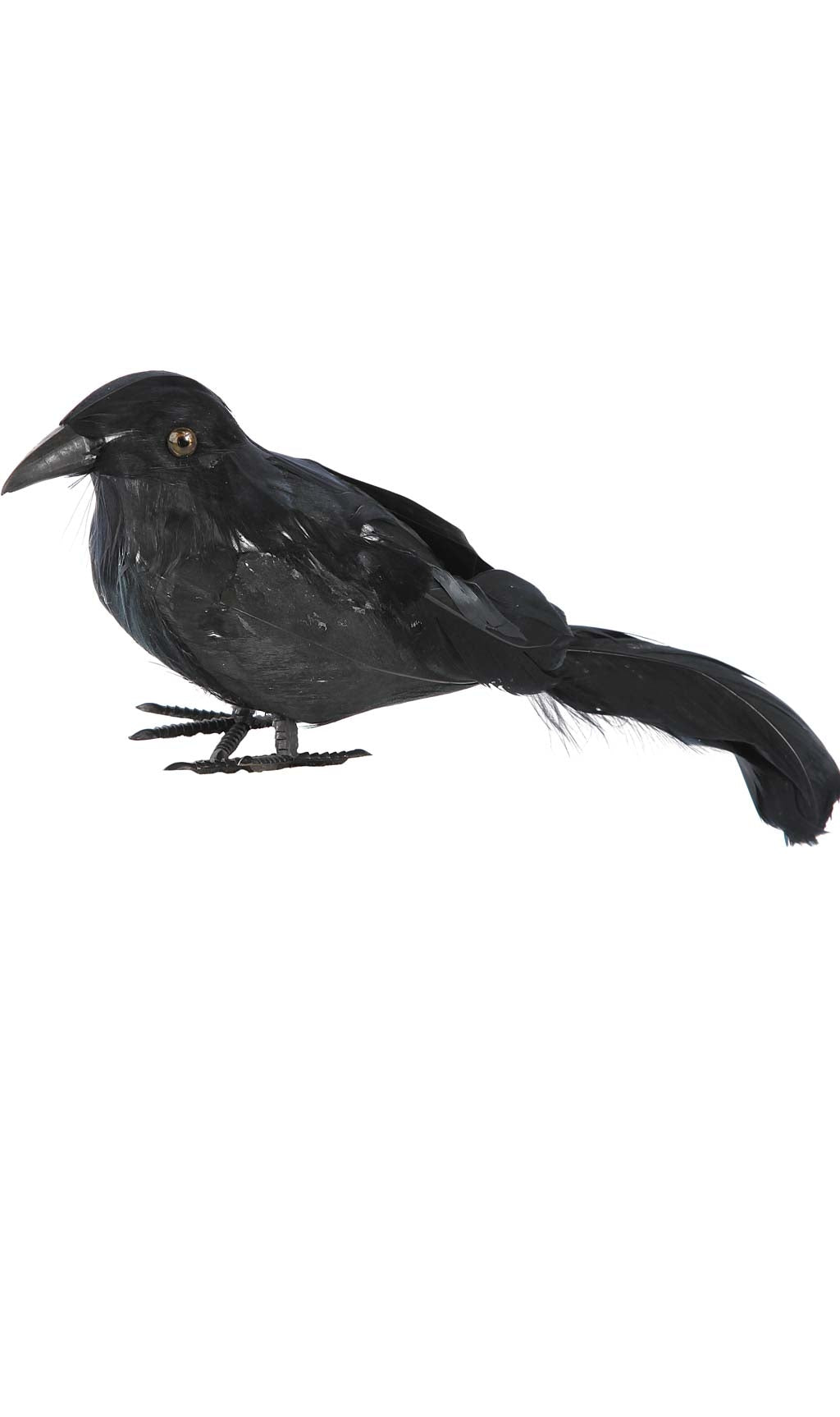 Cuervo Negro Pequeño