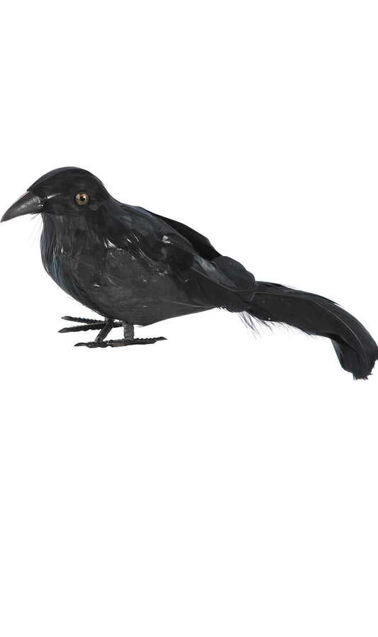 Cuervo Negro Pequeño