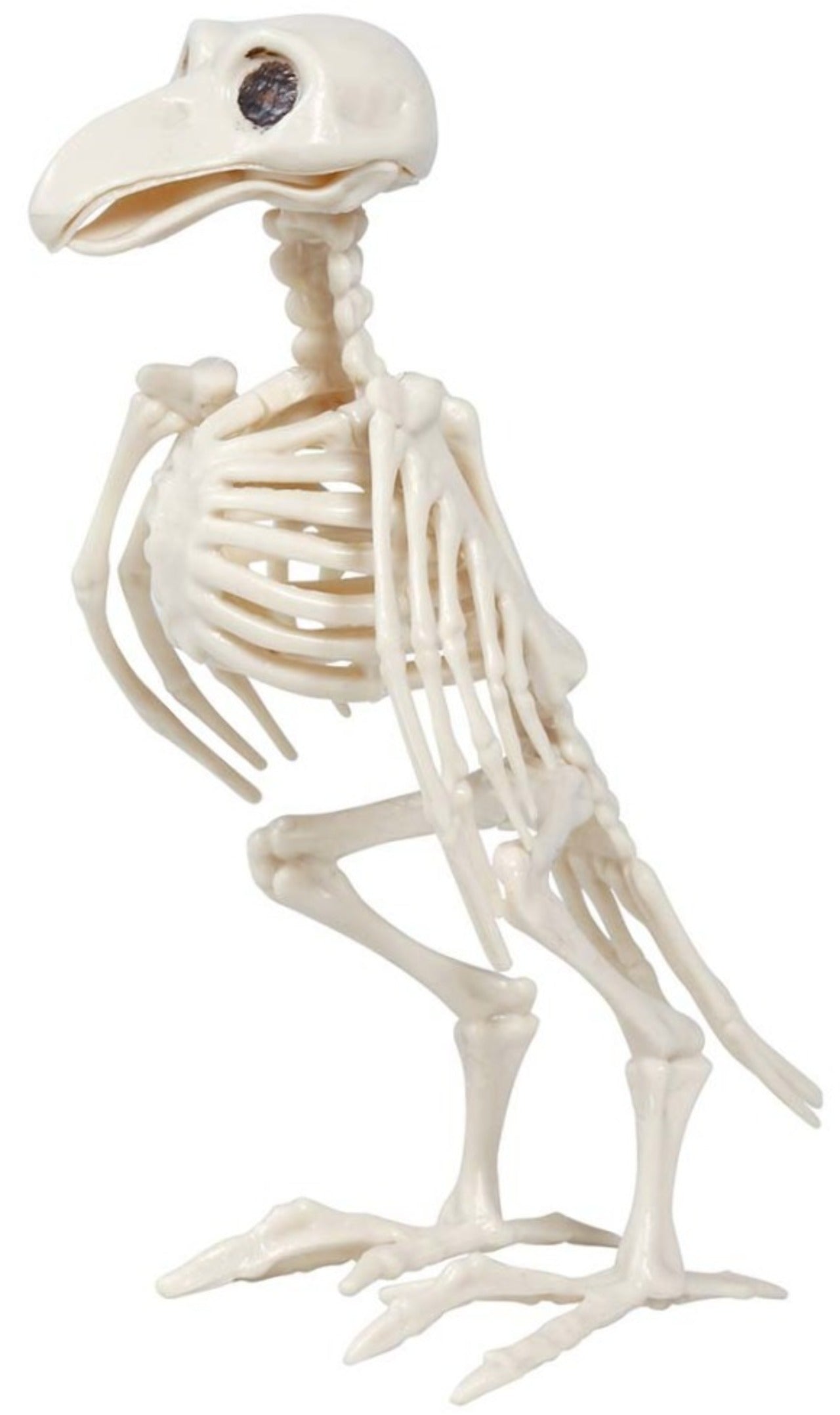 Esqueleto de Cuervo