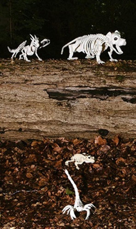 Esqueleto de Dragón