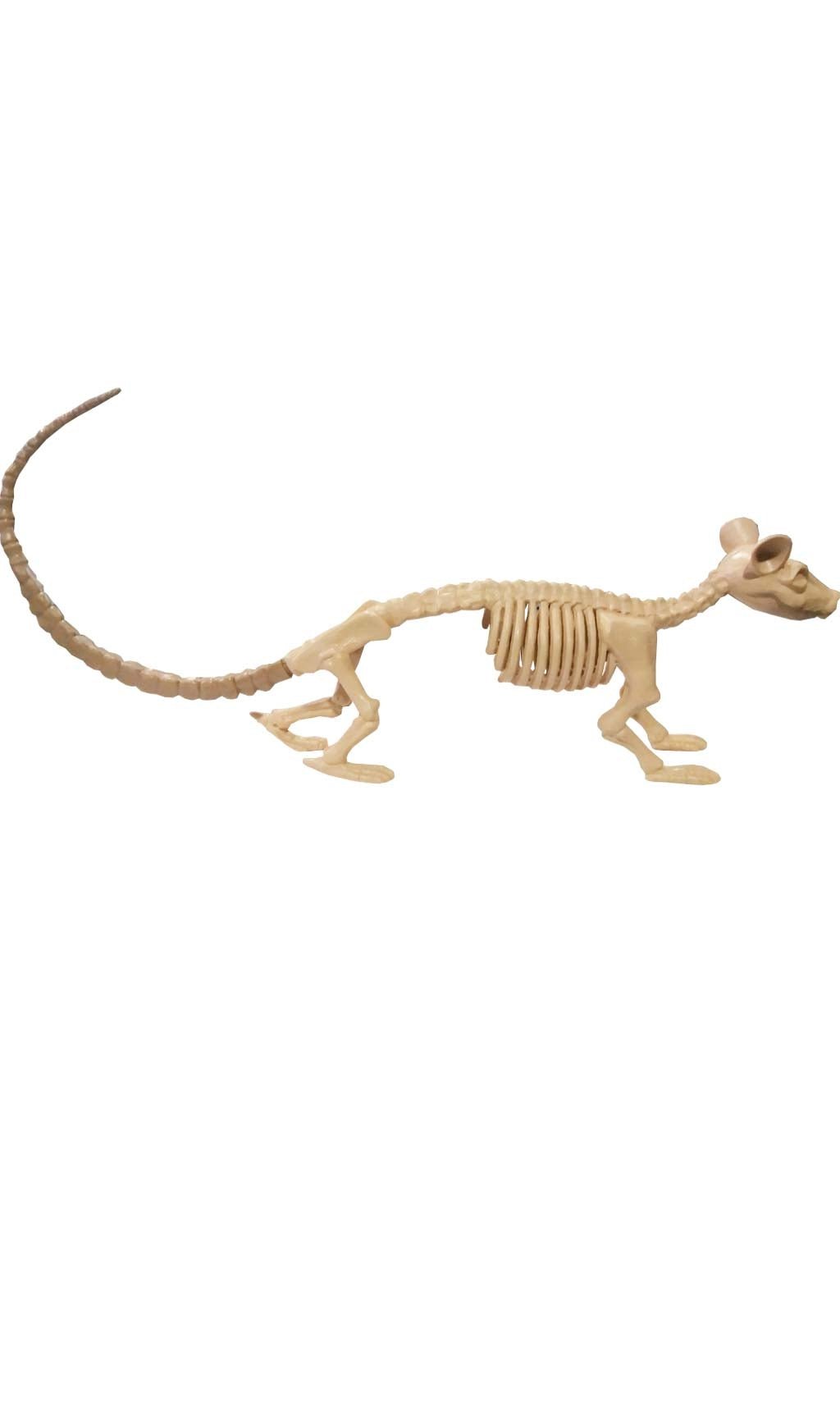 Esqueleto Rata